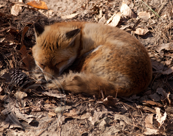 Red Fox - captive