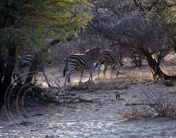 Zebra March