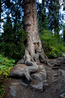 Tree on Hidden Falls Trail P3265b.jpg